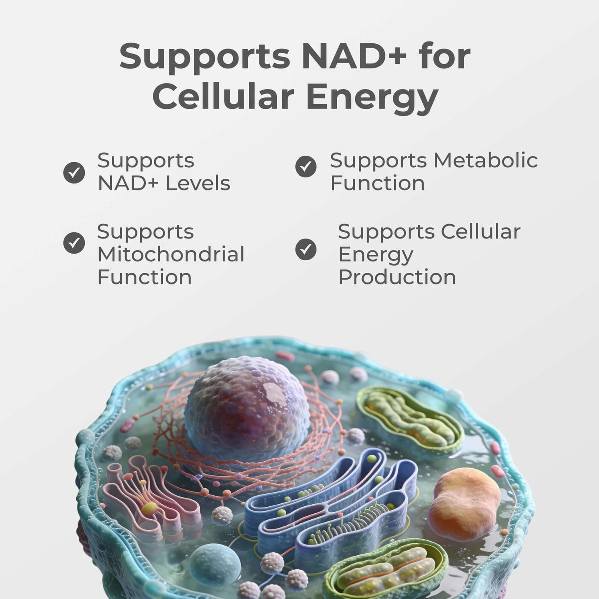 Liposomal NAD+ Capsules